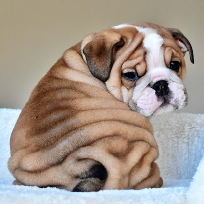 OSCAR (Boy) - WB English Bulldogs