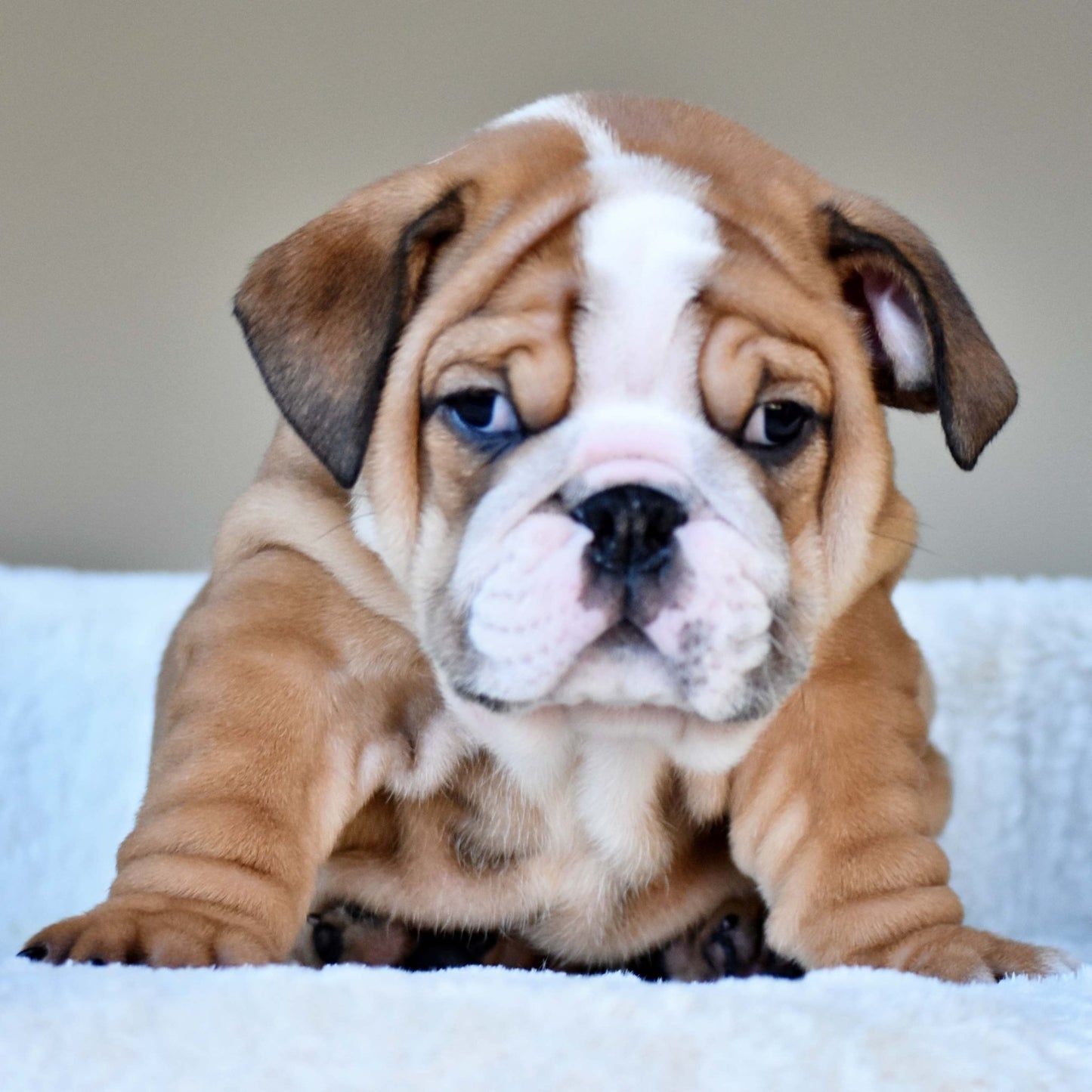 OSCAR (Boy) - WB English Bulldogs