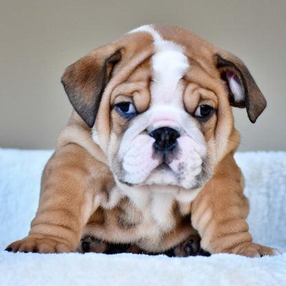 OSCAR (Boy) - WB English Bulldogs