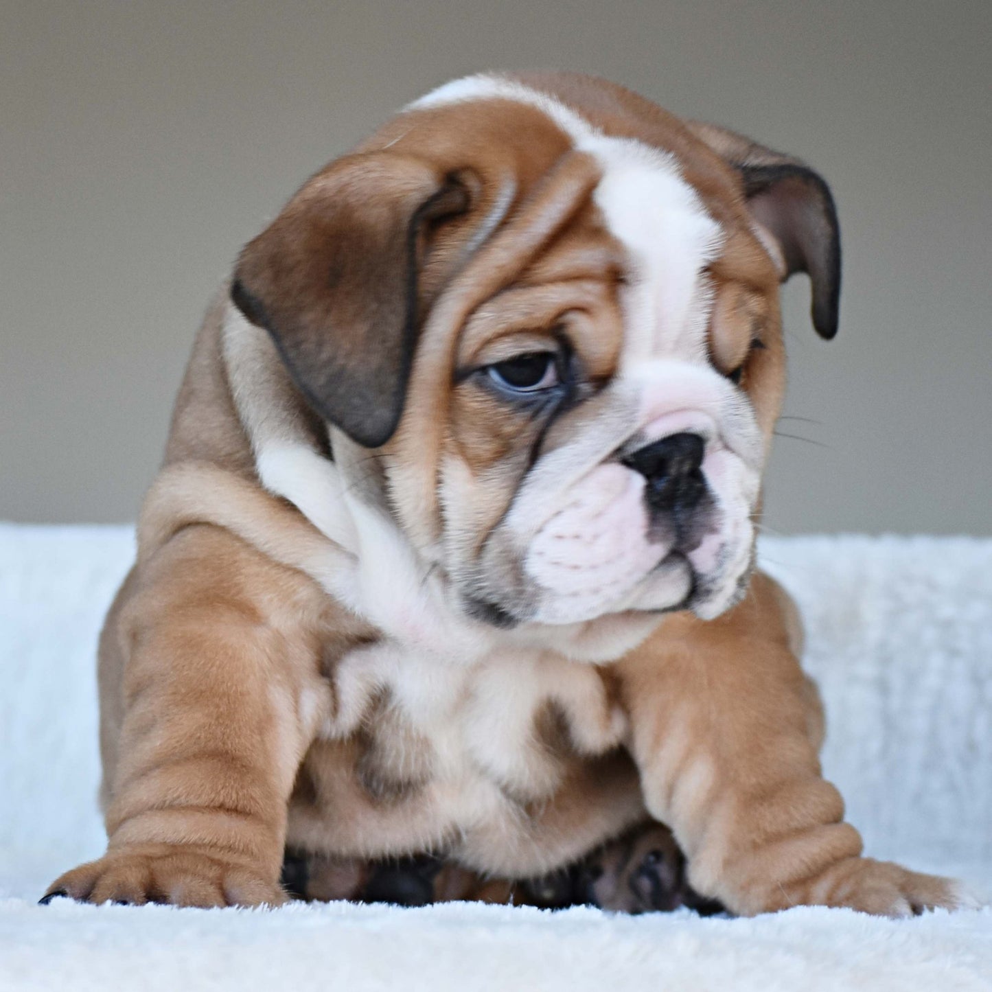 OSCAR (Boy) - WB English Bulldogs