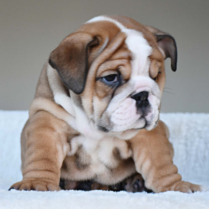 OSCAR (Boy) - WB English Bulldogs