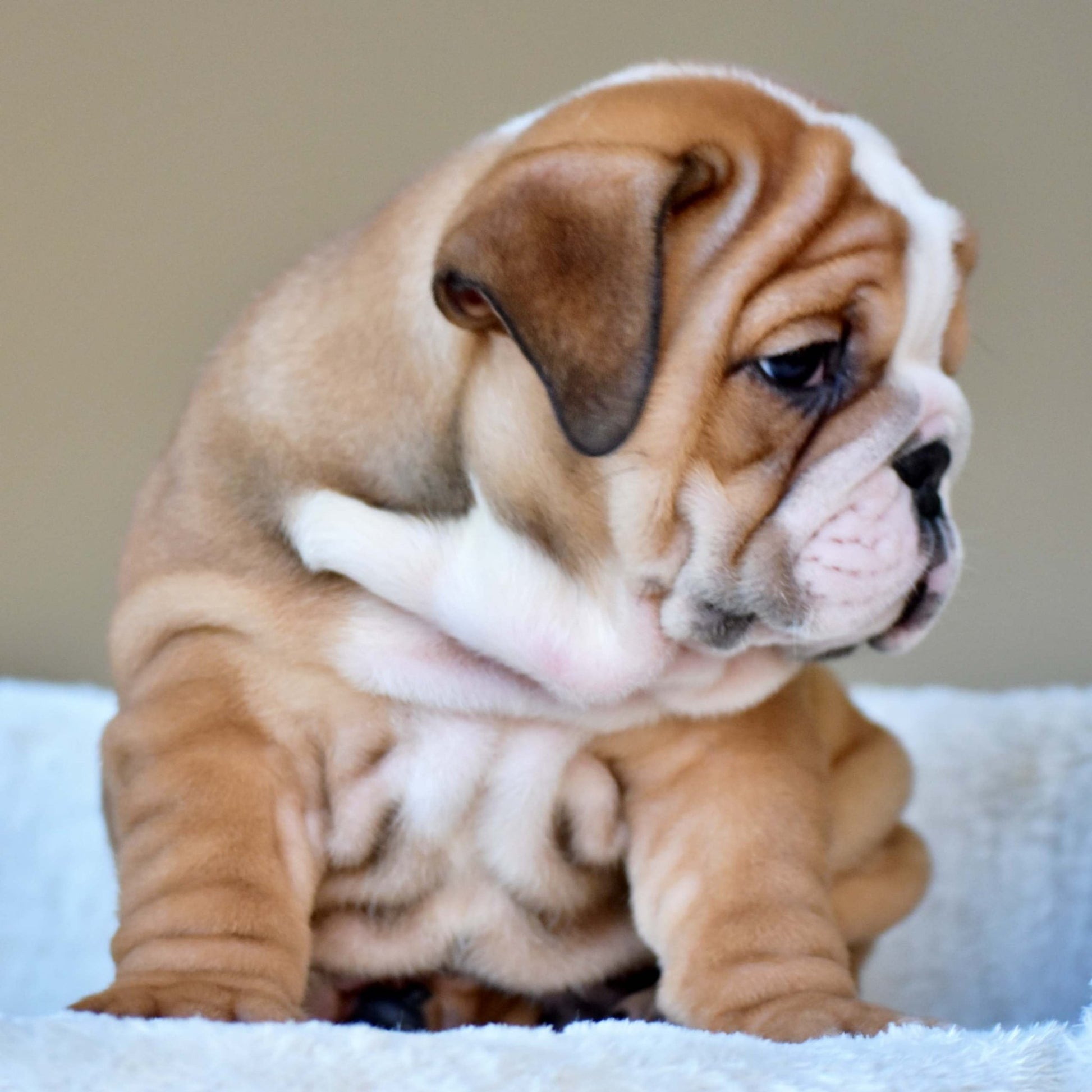 OSCAR (Boy) - WB English Bulldogs