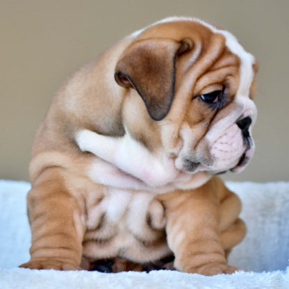 OSCAR (Boy) - WB English Bulldogs