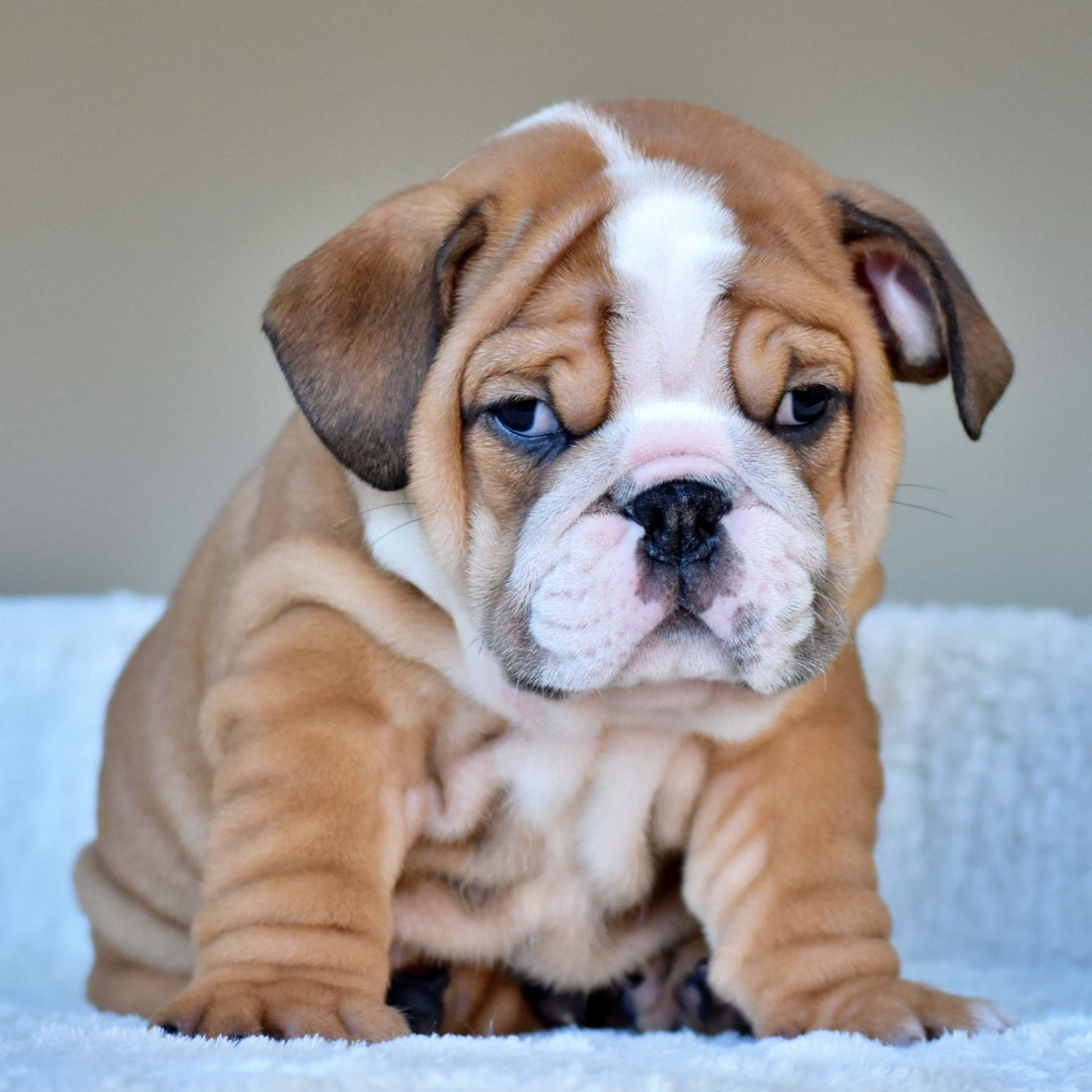 OSCAR (Boy) - WB English Bulldogs