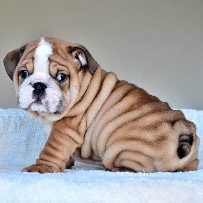 OSCAR (Boy) - WB English Bulldogs