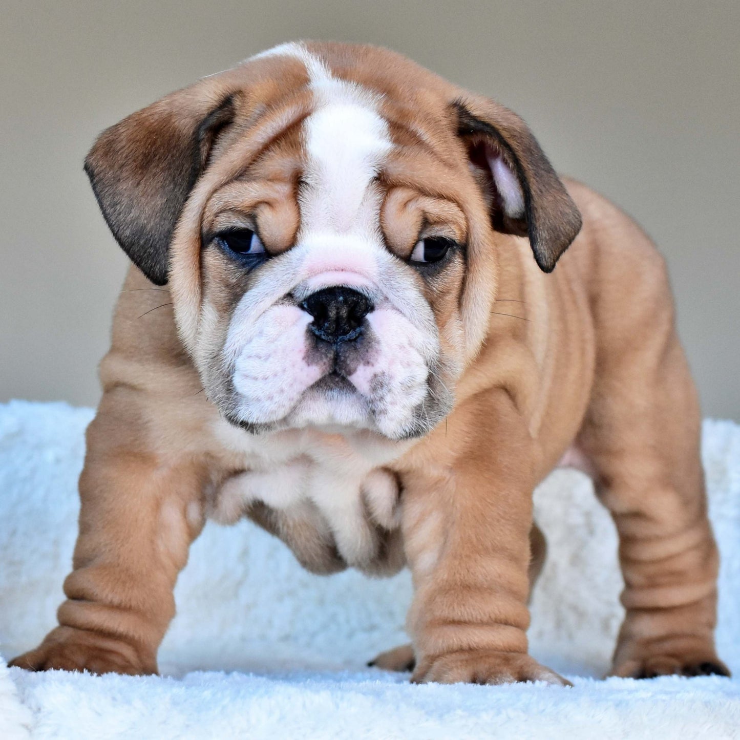 OSCAR (Boy) - WB English Bulldogs