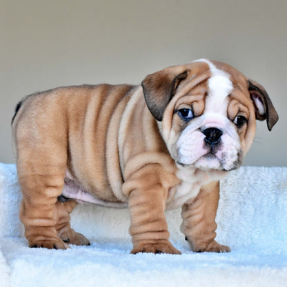 OSCAR (Boy) - WB English Bulldogs