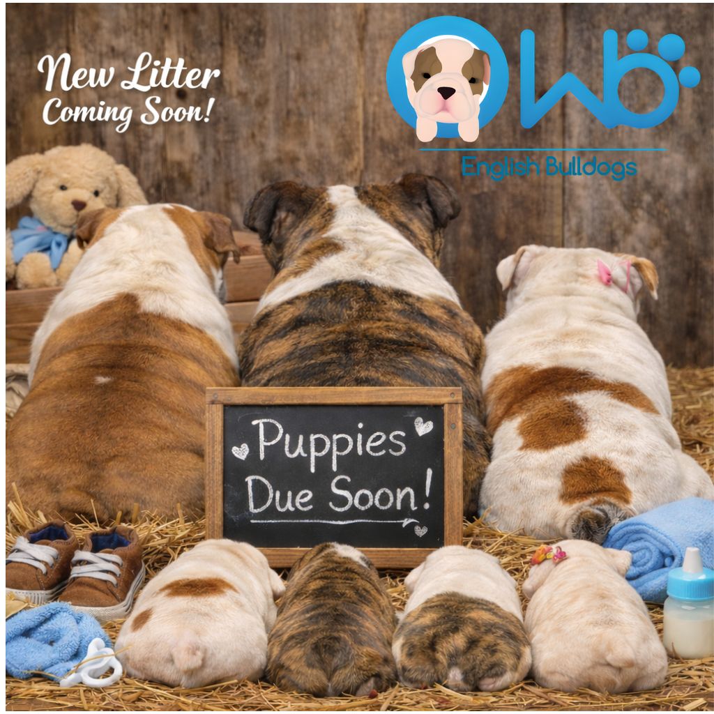 Our Newest Litter is Arriving Soon! Now Accepting Deposits. - WB English Bulldogs
