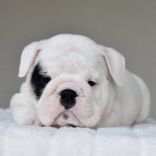 POLKA - $3,200 - WB English Bulldogs