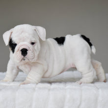POLKA - $3,200 - WB English Bulldogs