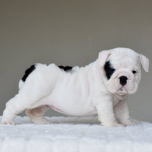 POLKA - $3,200 - WB English Bulldogs