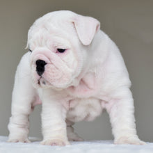 POLKA - $3,200 - WB English Bulldogs