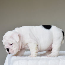 POLKA - $3,200 - WB English Bulldogs