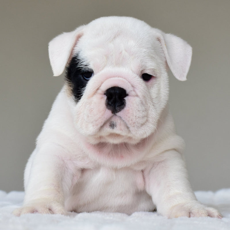 POLKA - $3,200 - WB English Bulldogs