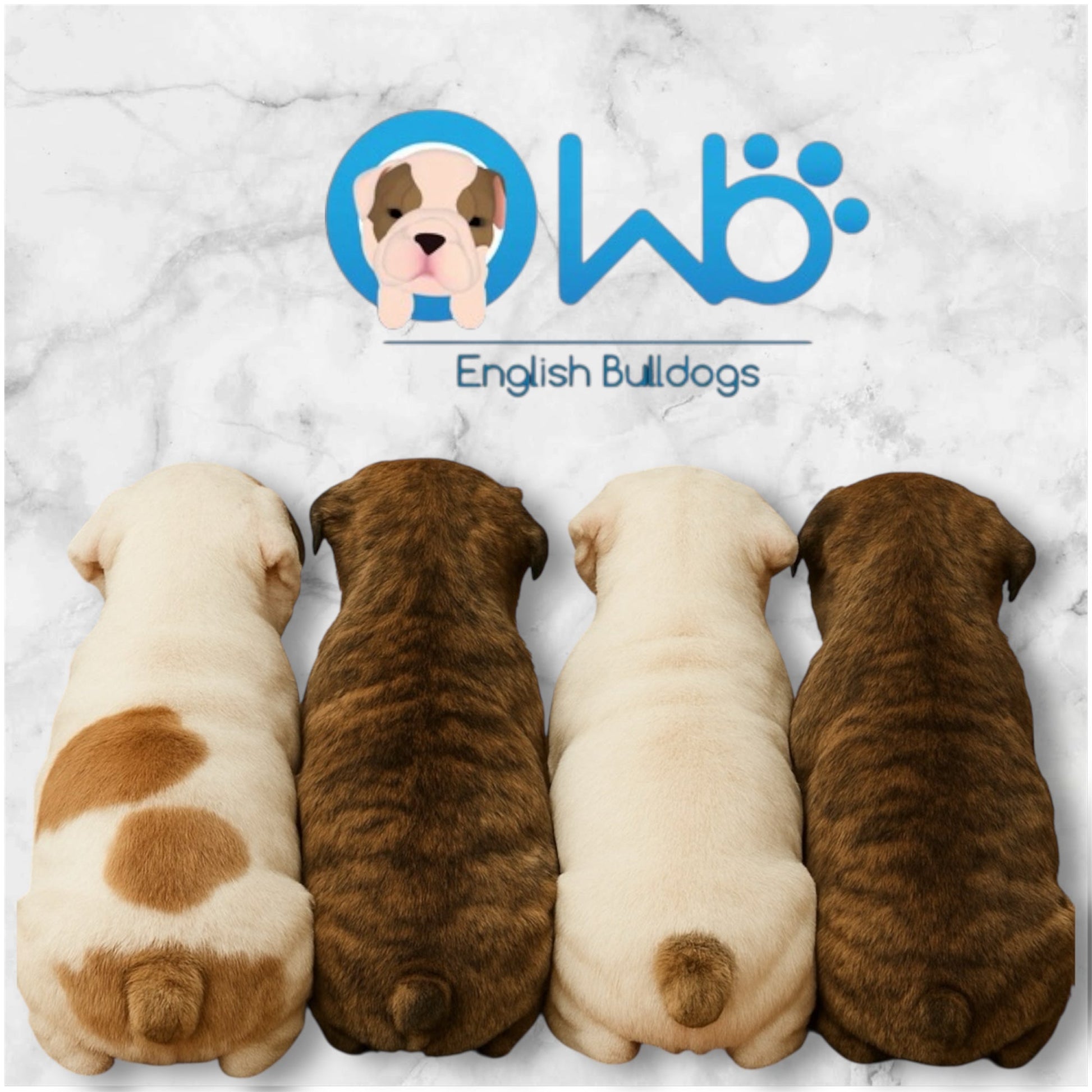 PUPPY ALERT! Our new litter is almost ready, now accepting deposits! - WB English Bulldogs