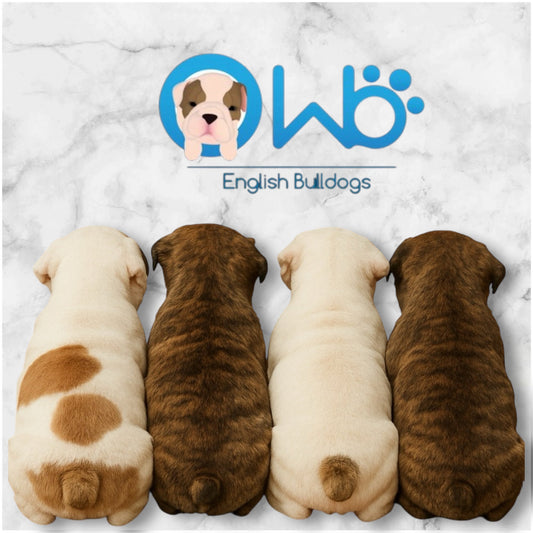 PUPPY ALERT! Our new litter is almost ready, now accepting deposits! - WB English Bulldogs