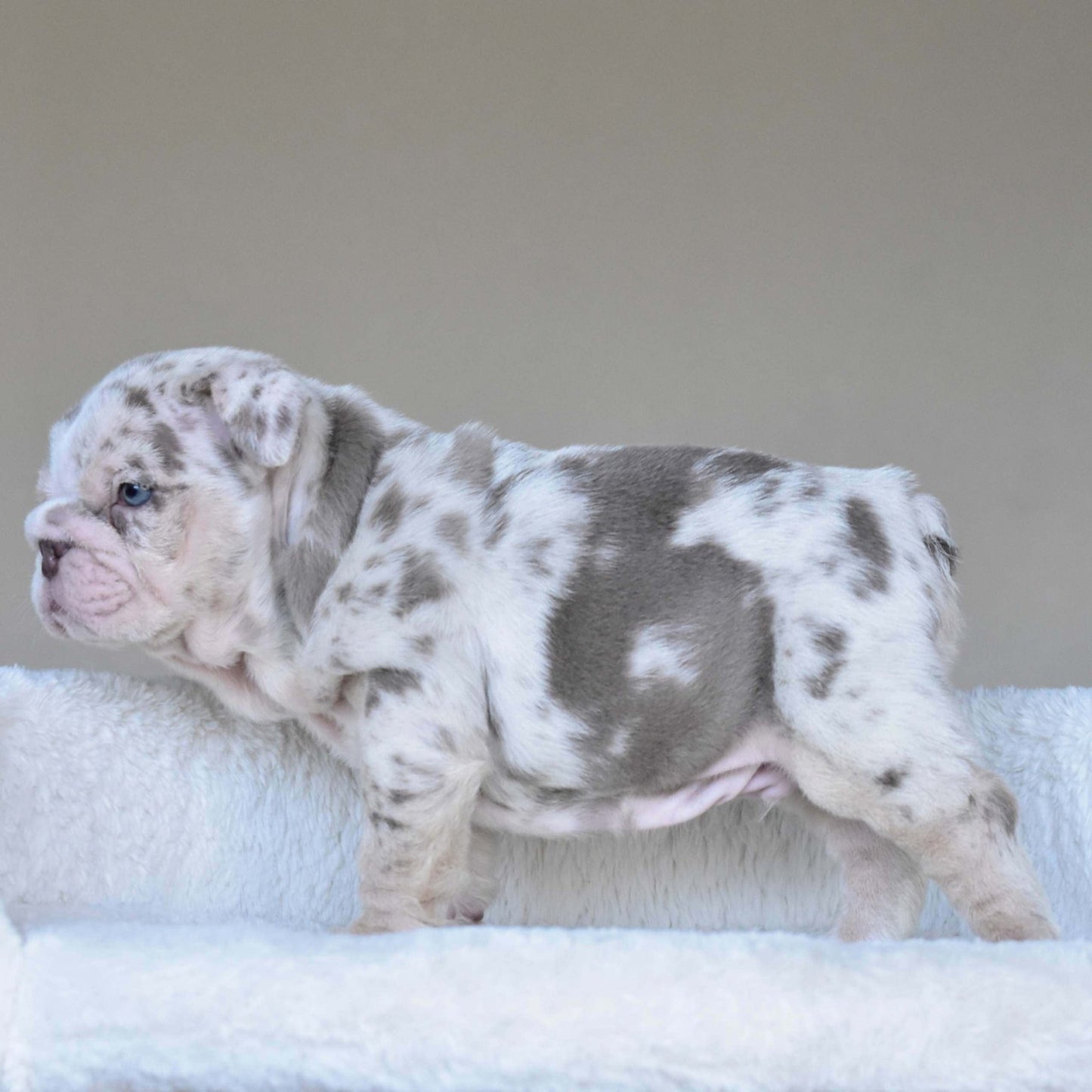 ROLO (Boy) - WB English Bulldogs