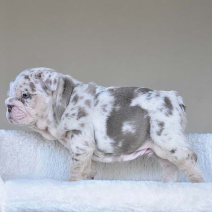 ROLO (Boy) - WB English Bulldogs
