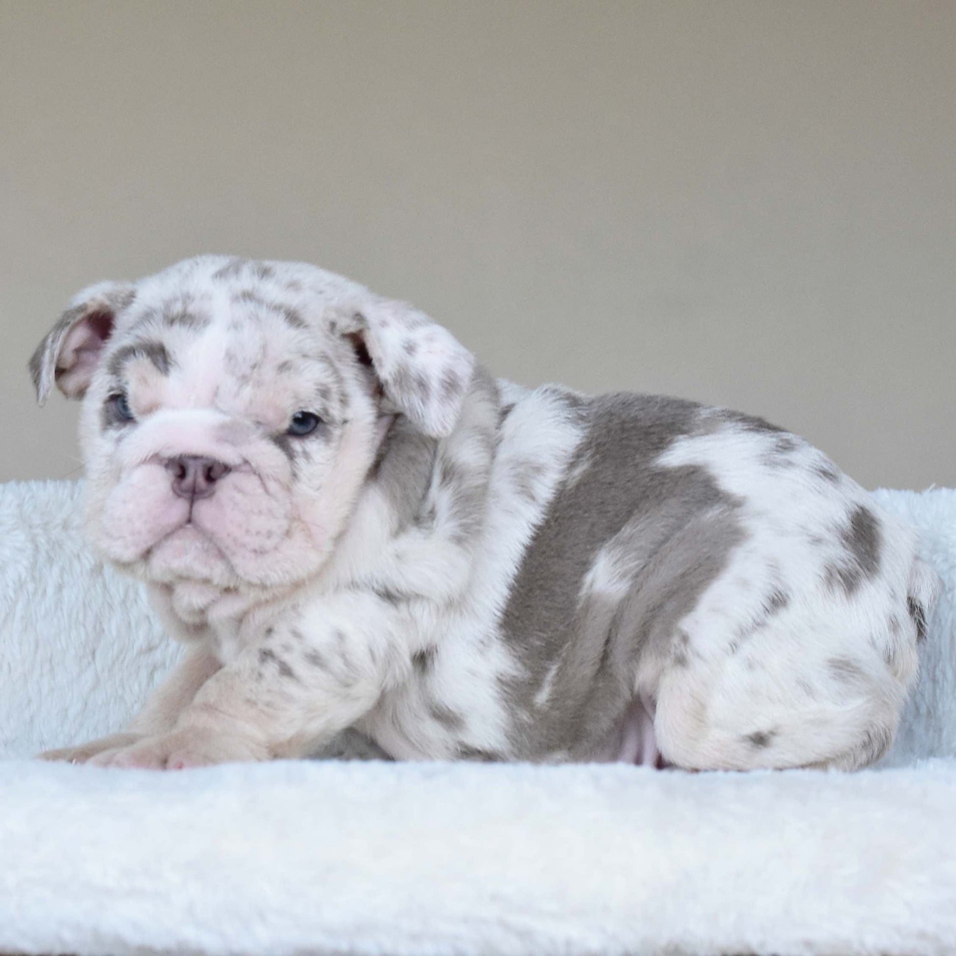 ROLO (Boy) - WB English Bulldogs