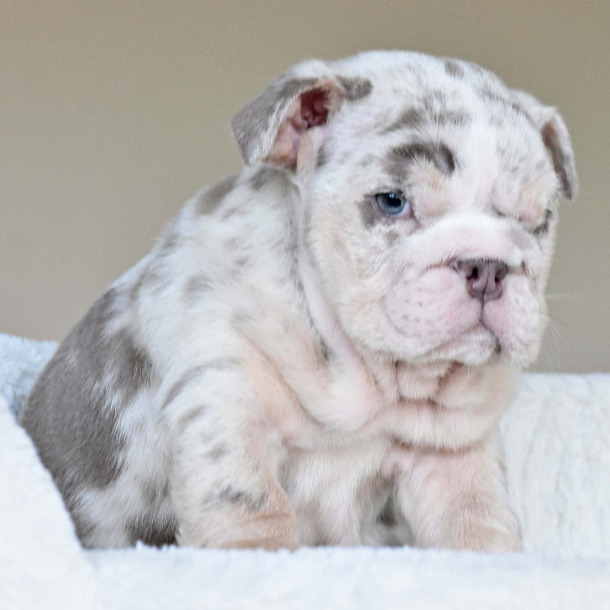 ROLO (Boy) - WB English Bulldogs