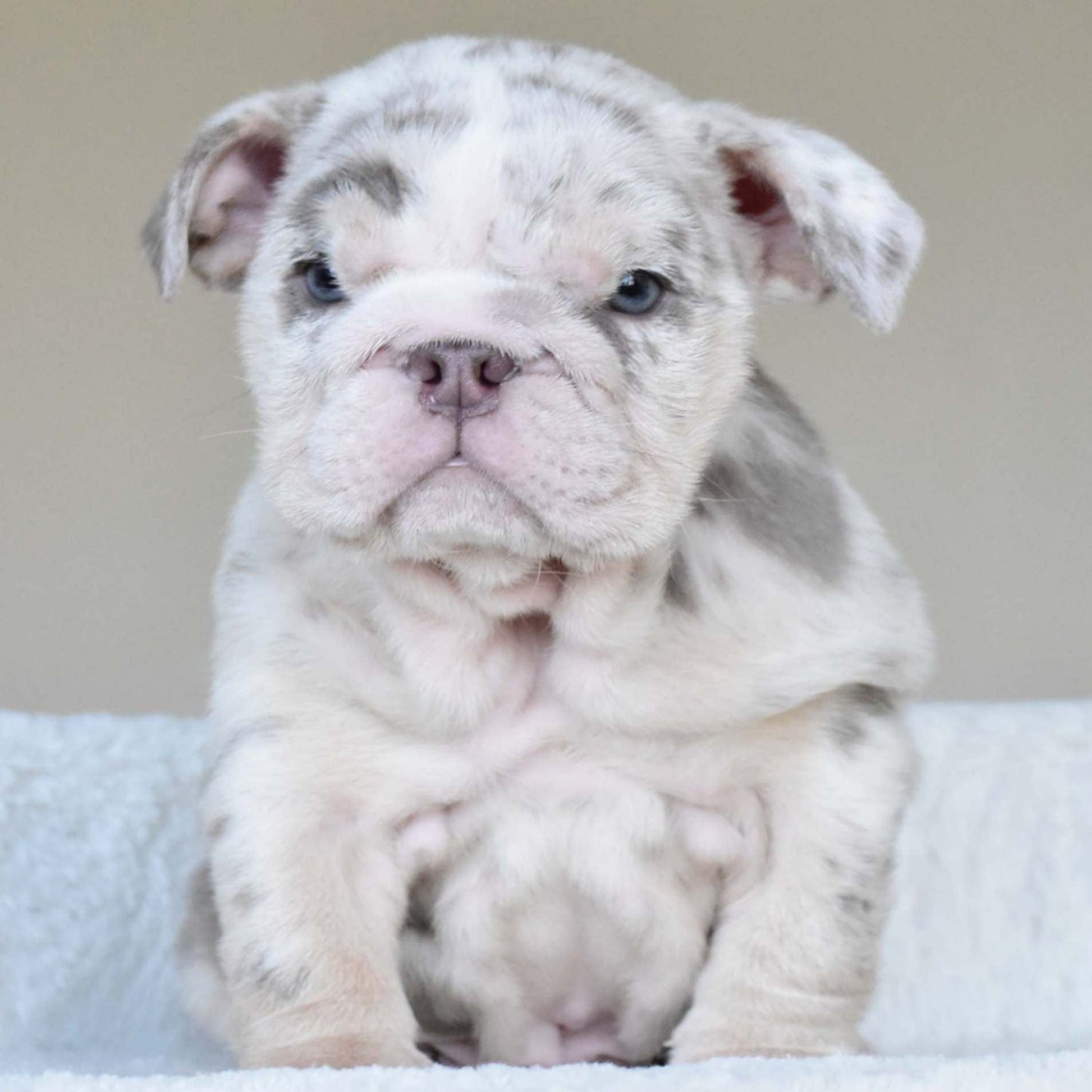ROLO (Boy) - WB English Bulldogs