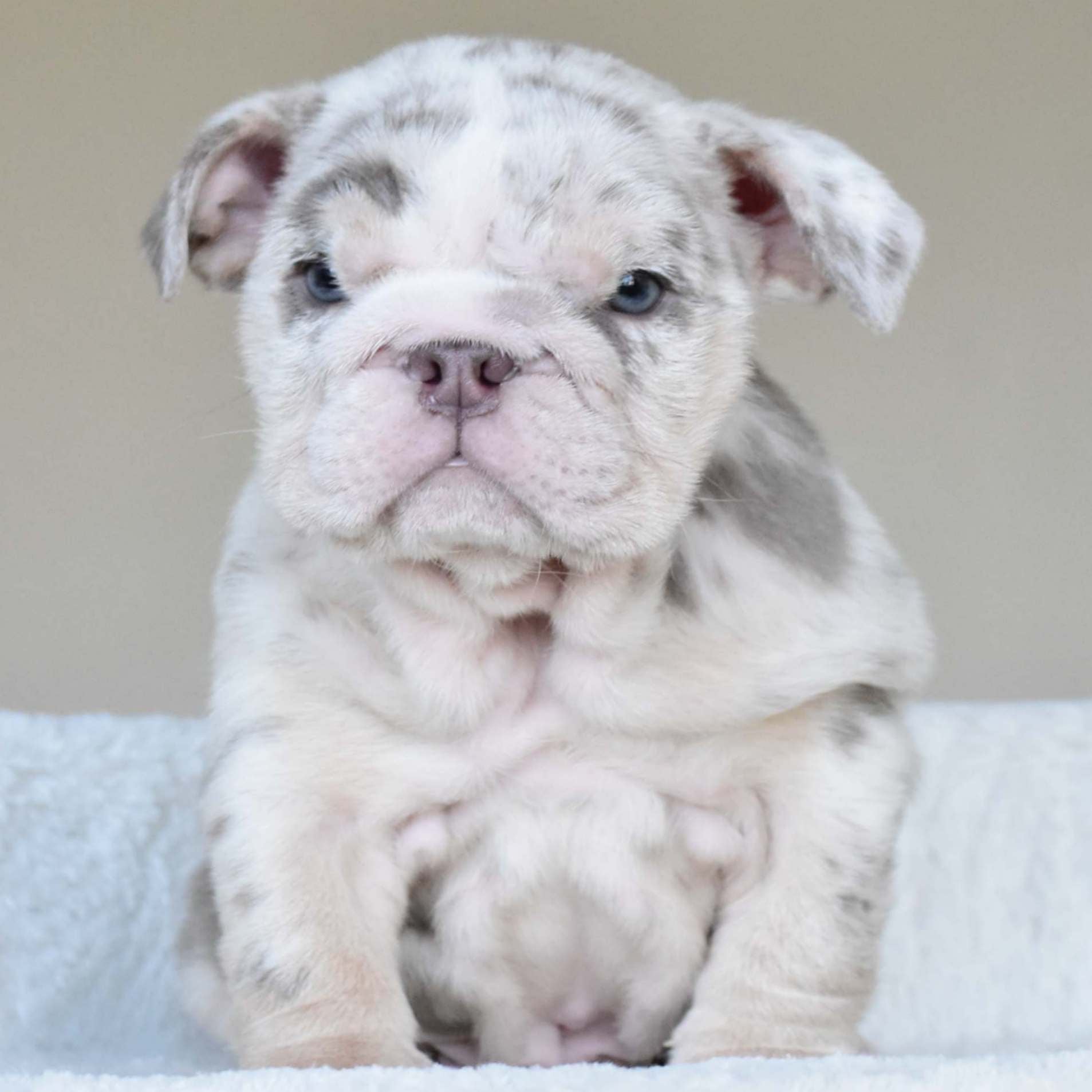 ROLO (Boy) - WB English Bulldogs