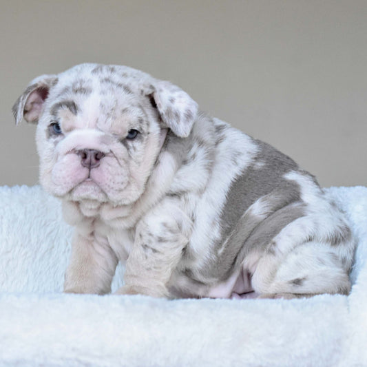 ROLO (Boy) - WB English Bulldogs