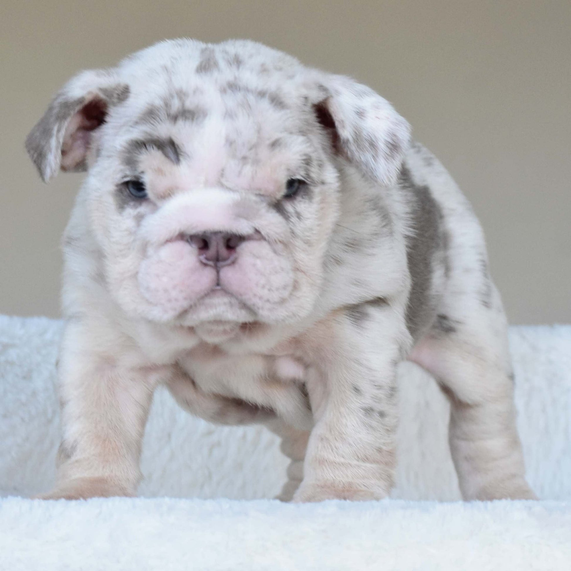 ROLO (Boy) - WB English Bulldogs