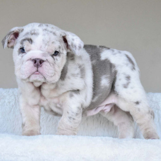 ROLO (Boy) - WB English Bulldogs