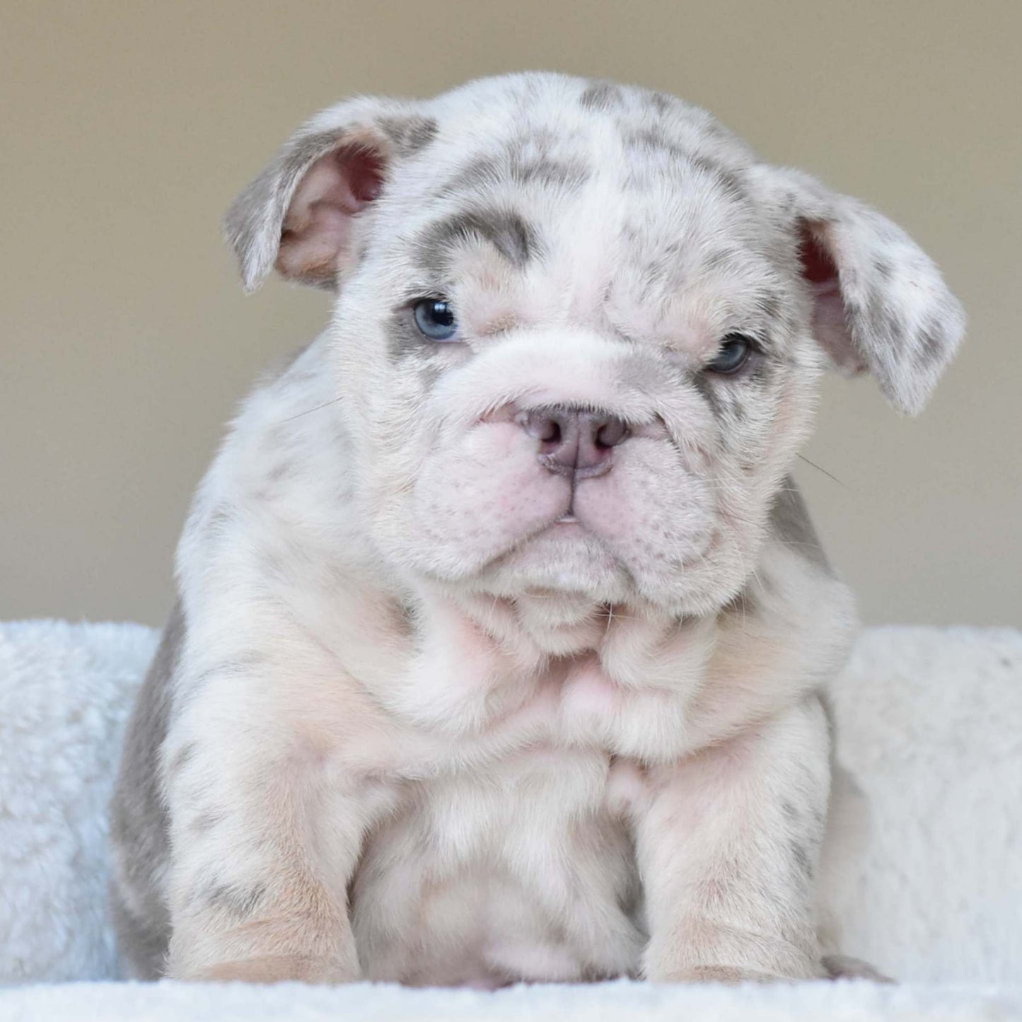 ROLO (Boy) - WB English Bulldogs