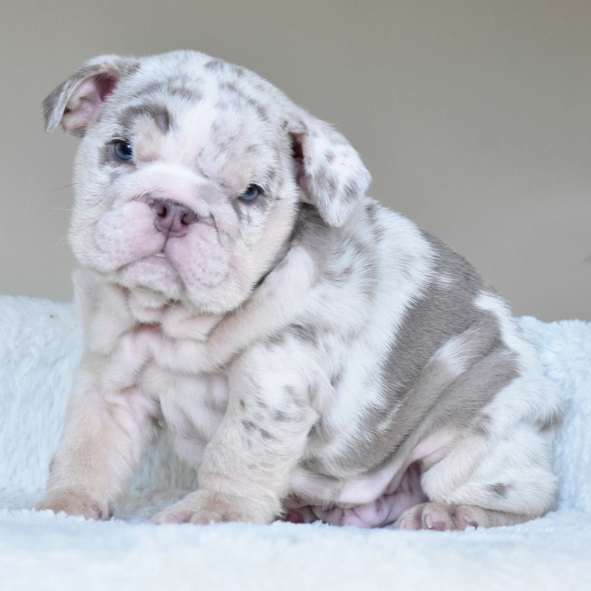 ROLO (Boy) - WB English Bulldogs