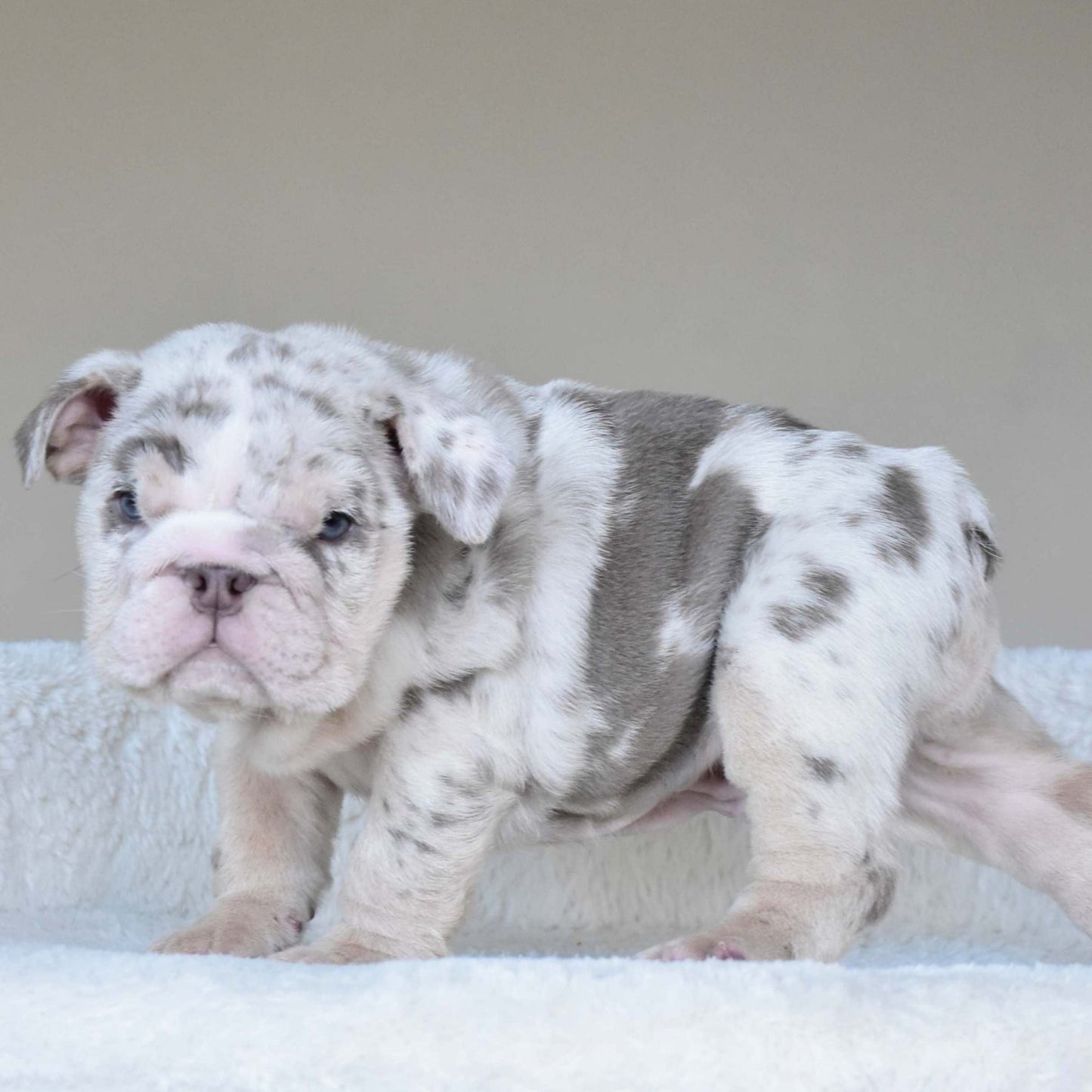 ROLO (Boy) - WB English Bulldogs