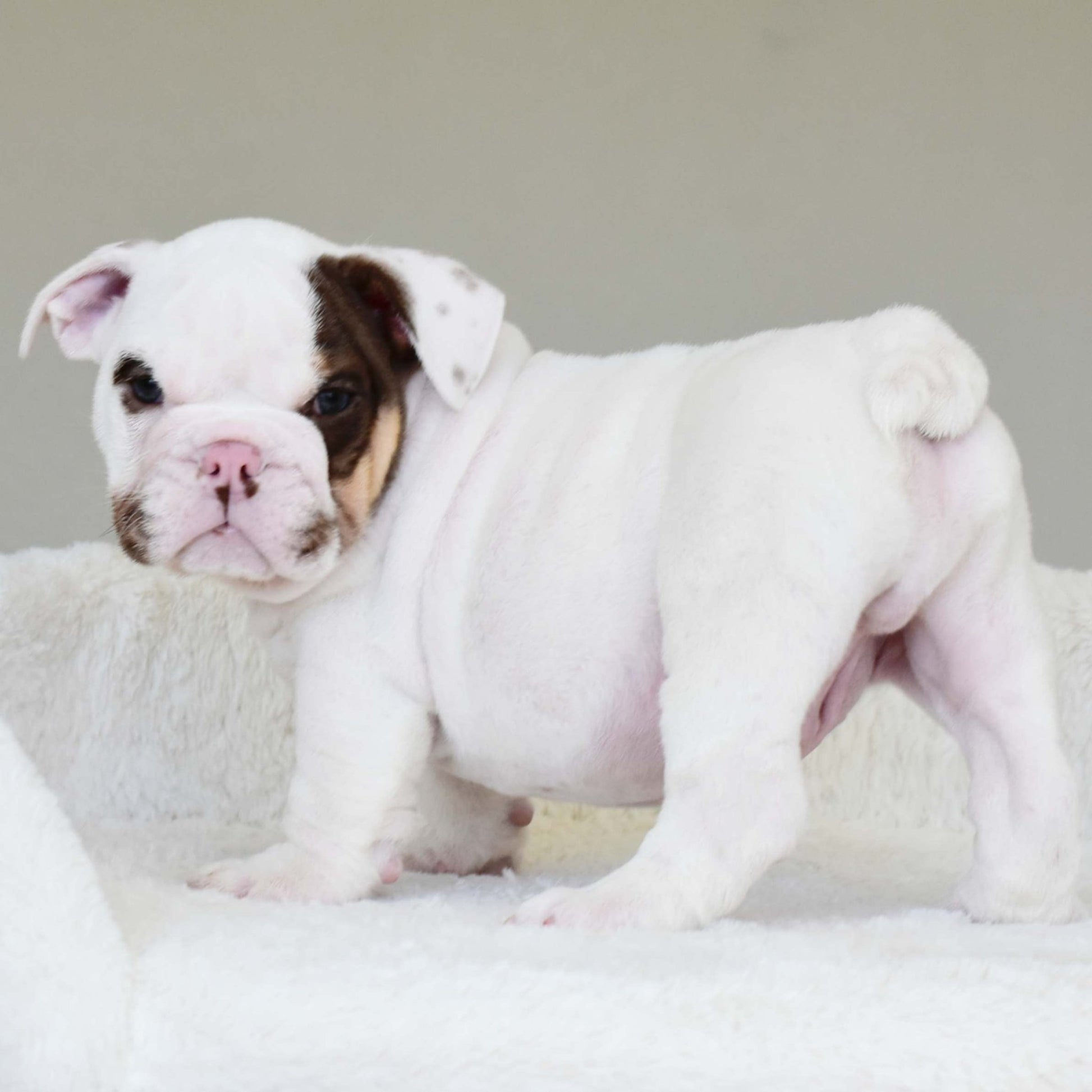 ROMEO (BOY) - WB English Bulldogs