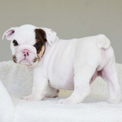 ROMEO (BOY) - WB English Bulldogs