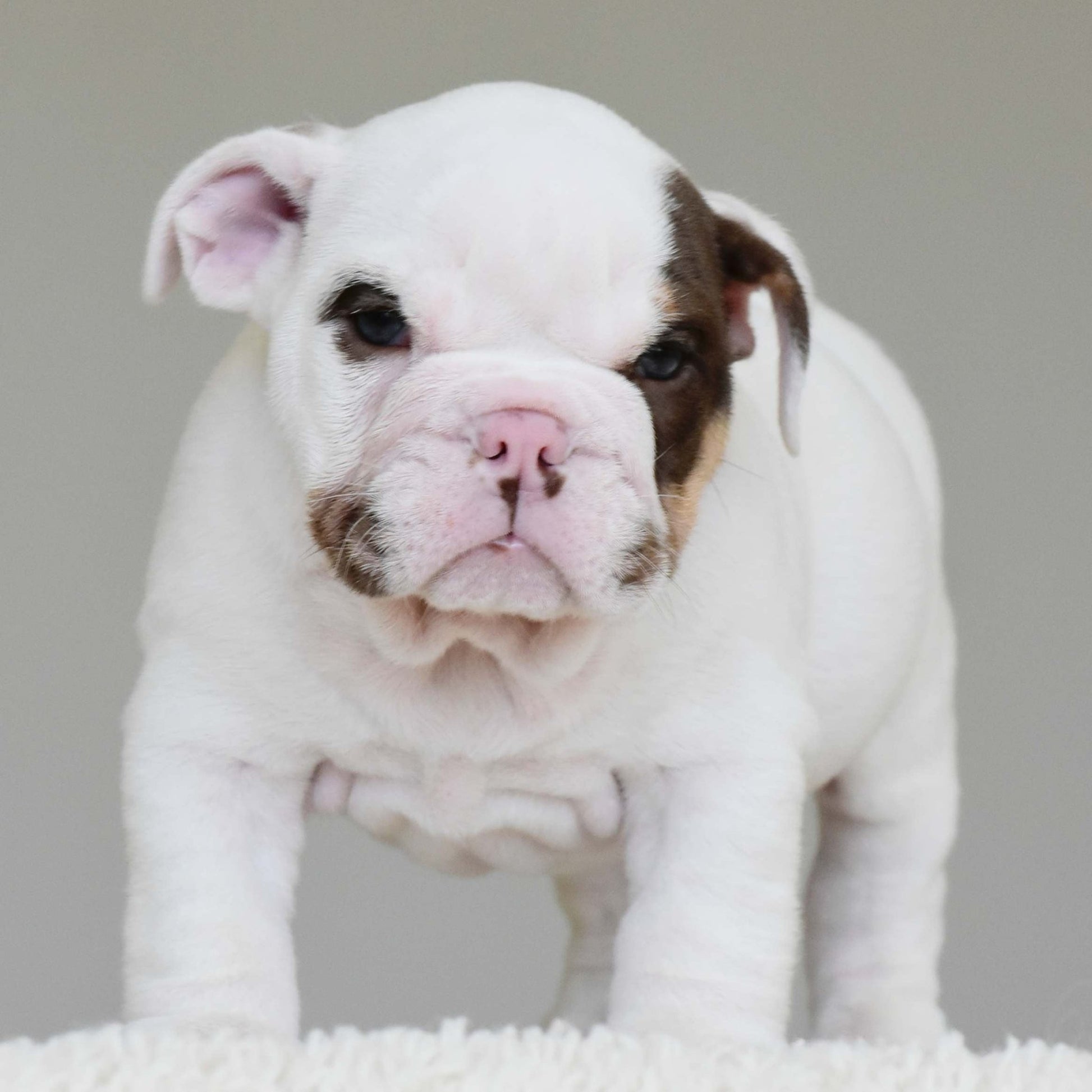 ROMEO (BOY) - WB English Bulldogs