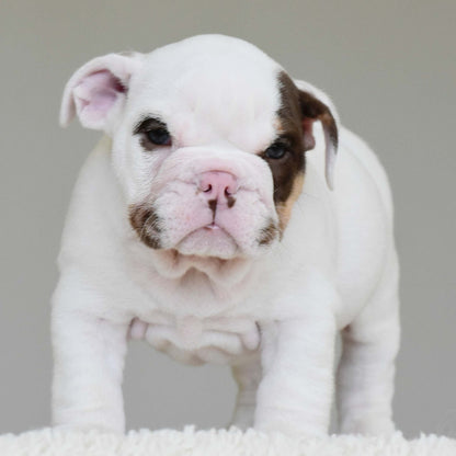 ROMEO (BOY) - WB English Bulldogs
