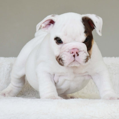 ROMEO (BOY) - WB English Bulldogs