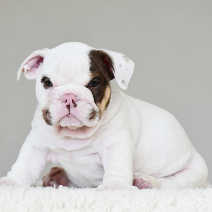 ROMEO (BOY) - WB English Bulldogs