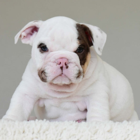 ROMEO (BOY) - WB English Bulldogs