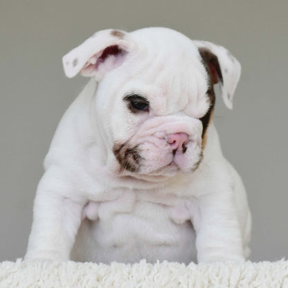 ROMEO (BOY) - WB English Bulldogs