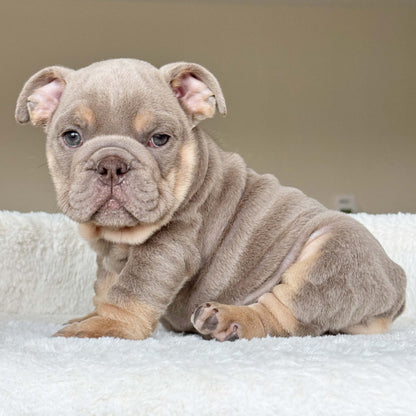 SABLE (Boy) - WB English Bulldogs