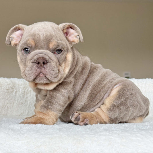 SABLE (Boy) - WB English Bulldogs
