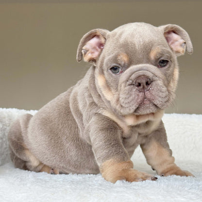 SABLE (Boy) - WB English Bulldogs