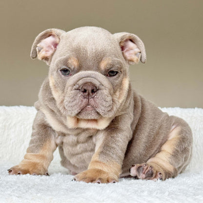 SABLE (Boy) - WB English Bulldogs