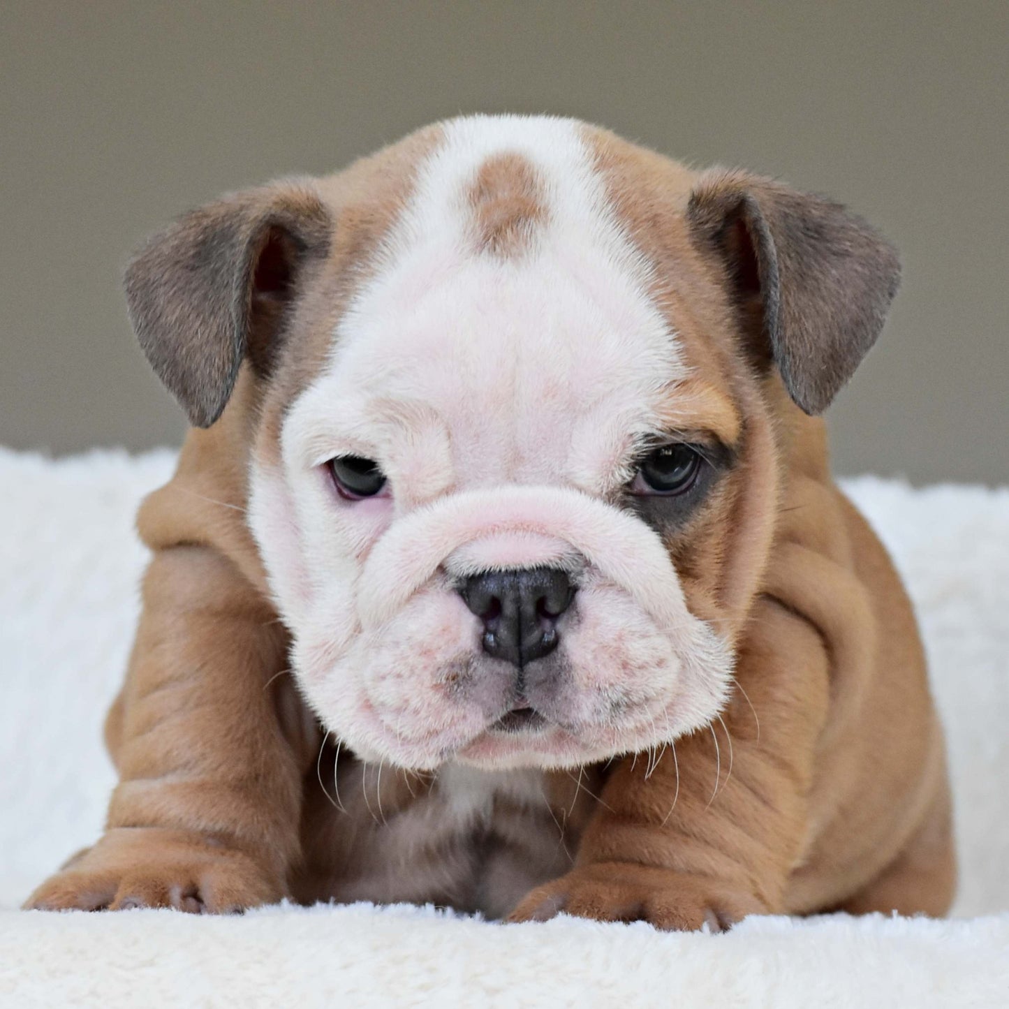 SAFRONN (Girl) - WB English Bulldogs