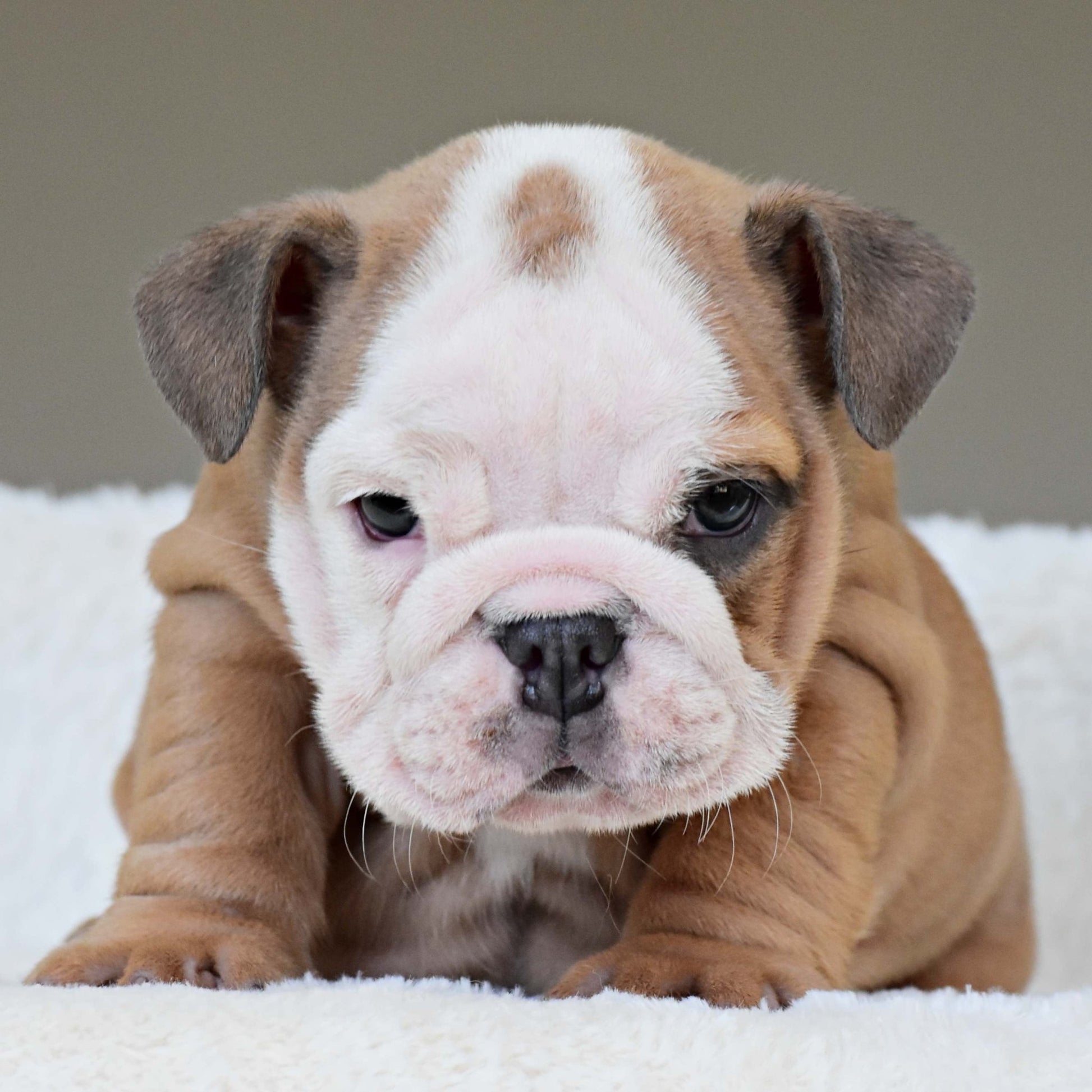 SAFRONN (Girl) - WB English Bulldogs