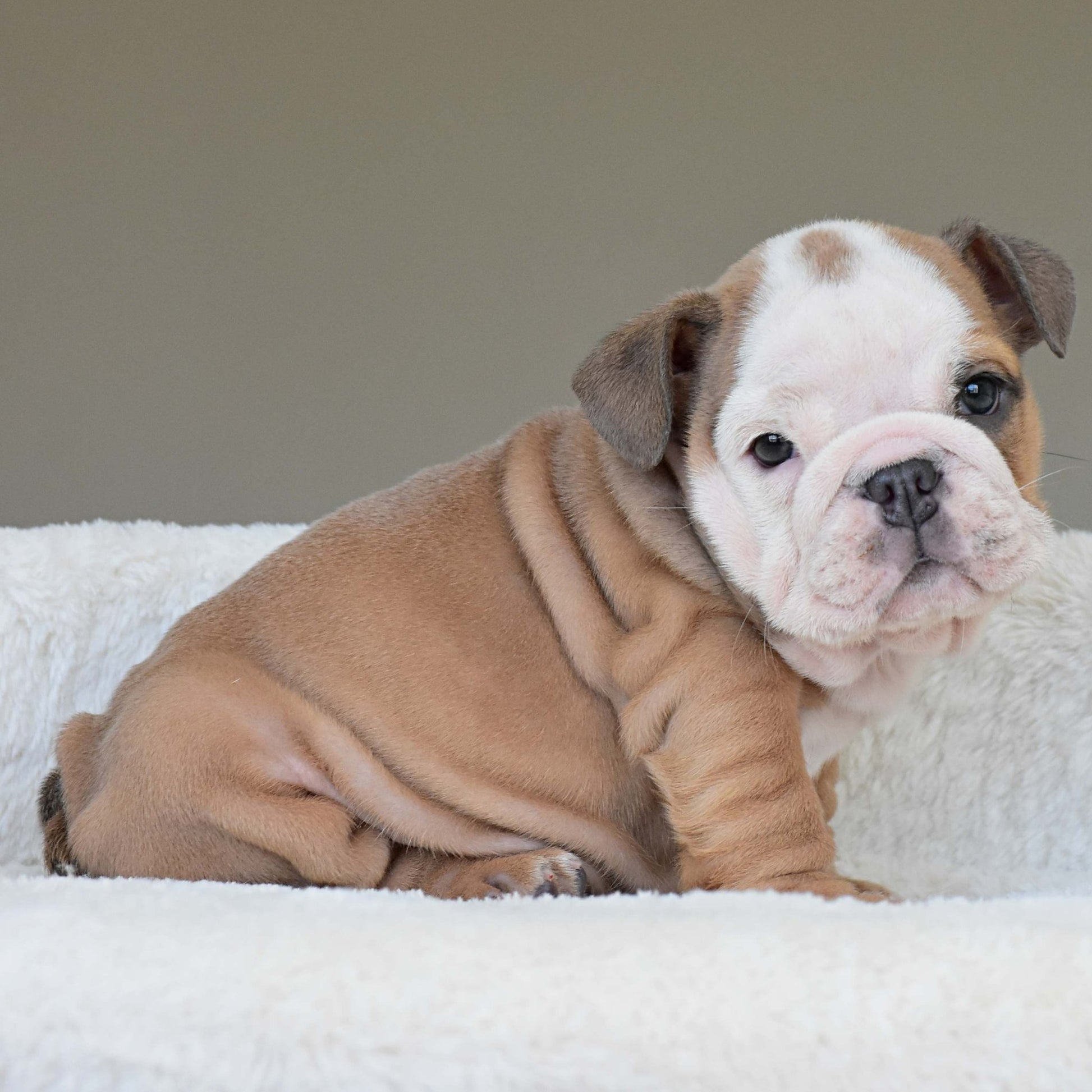 SAFRONN (Girl) - WB English Bulldogs