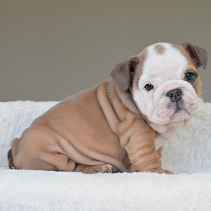 SAFRONN (Girl) - WB English Bulldogs