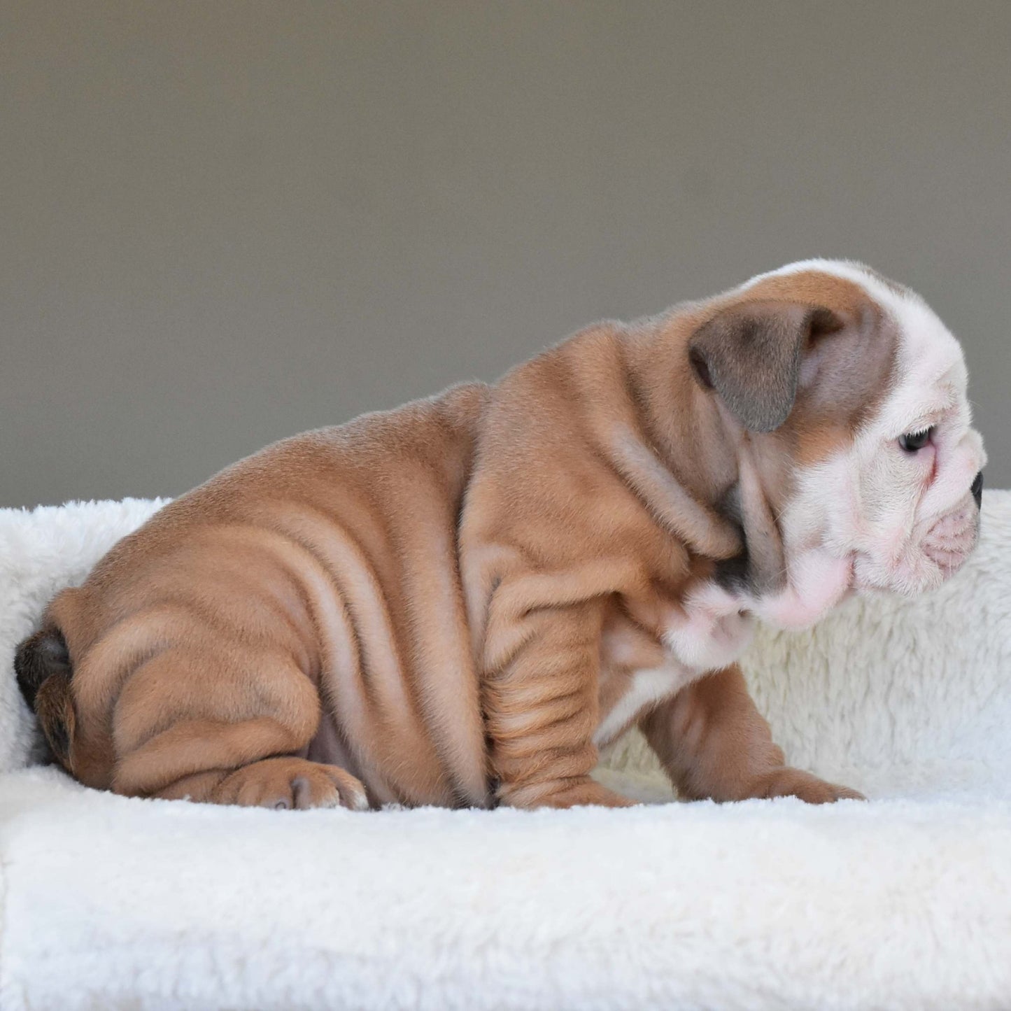 SAFRONN (Girl) - WB English Bulldogs