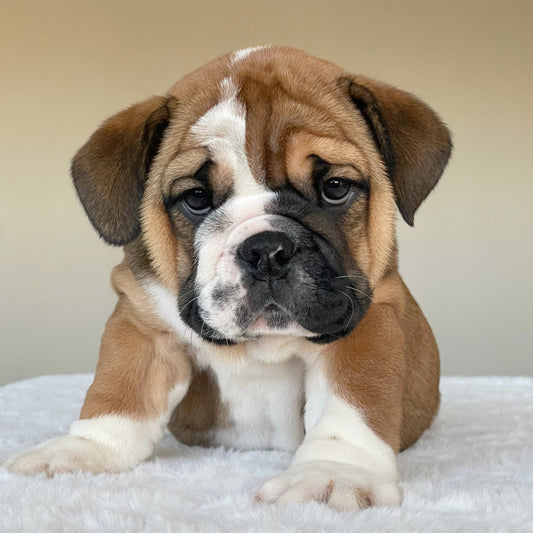 SCARLET (Girl) - WB English Bulldogs